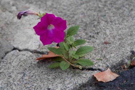 Flower growing through concrete